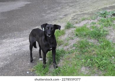 Nom de l'animal Juancho