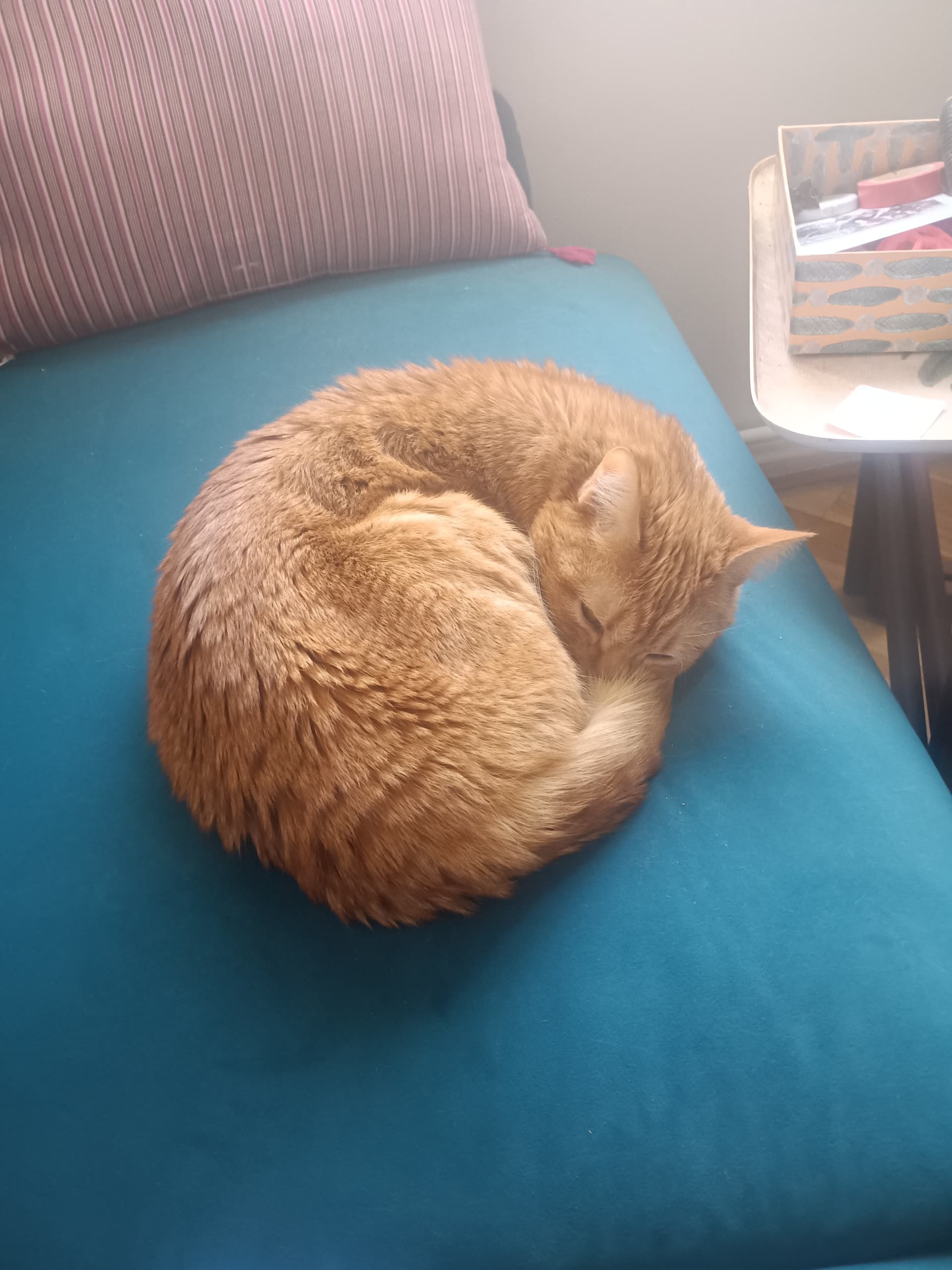Pet Name Khalo