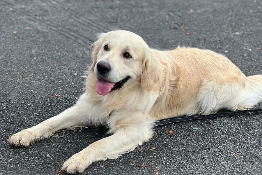 Nombre de la Mascota Labra Labra