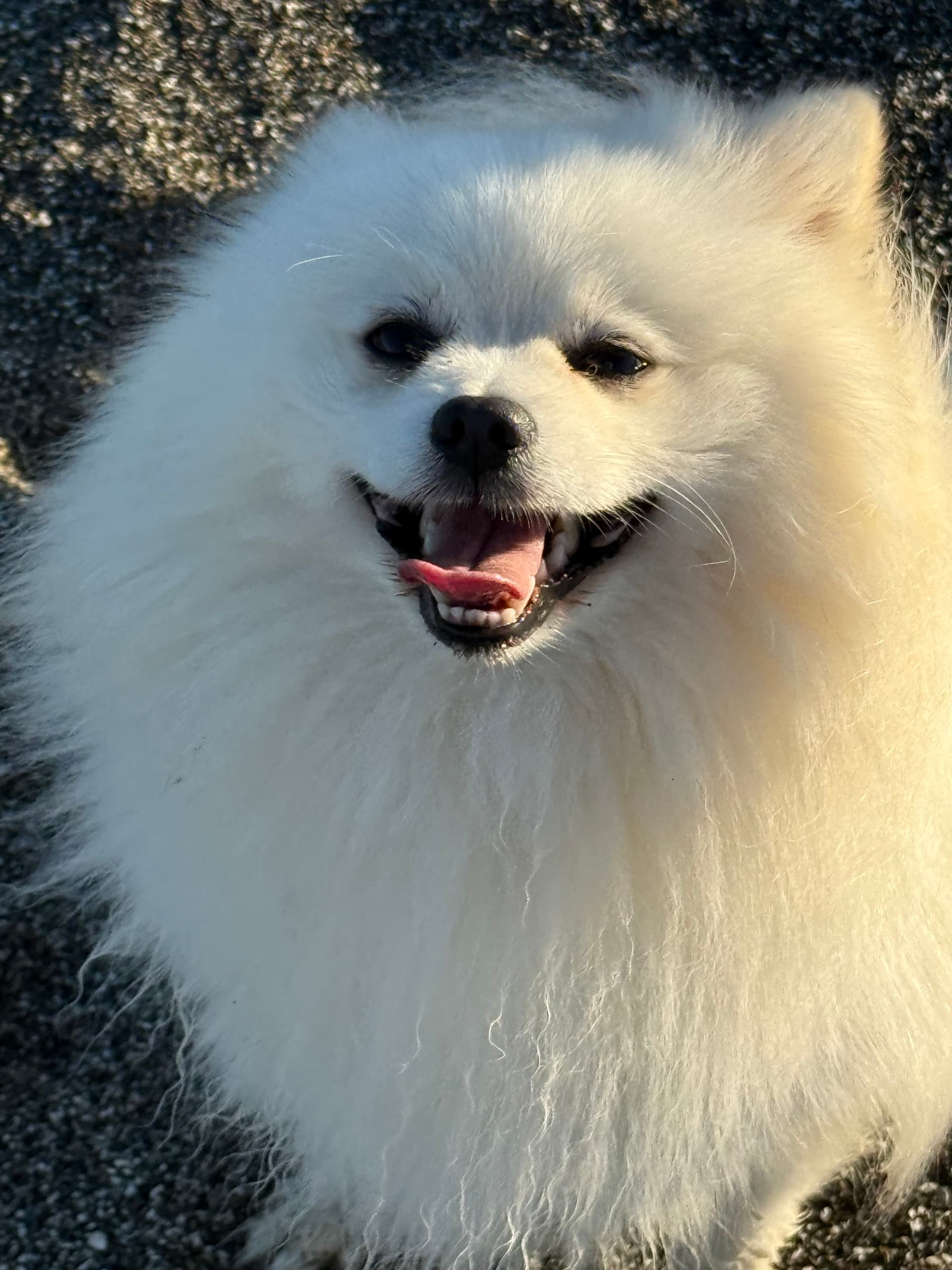 Chulo