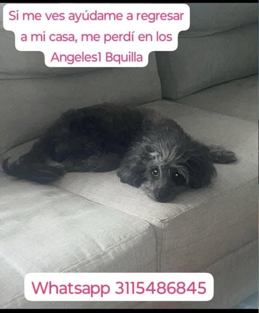 MIMILOU