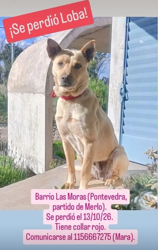 LOBA