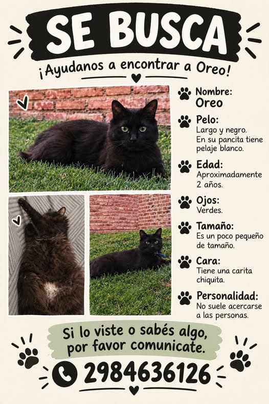 Gato