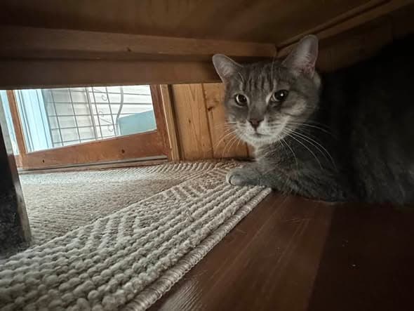 Cat in Copper Cliff