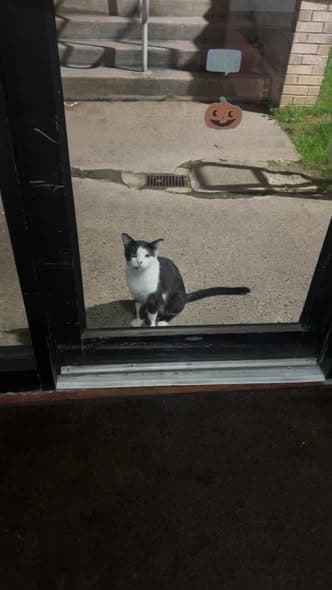 Katze in California
