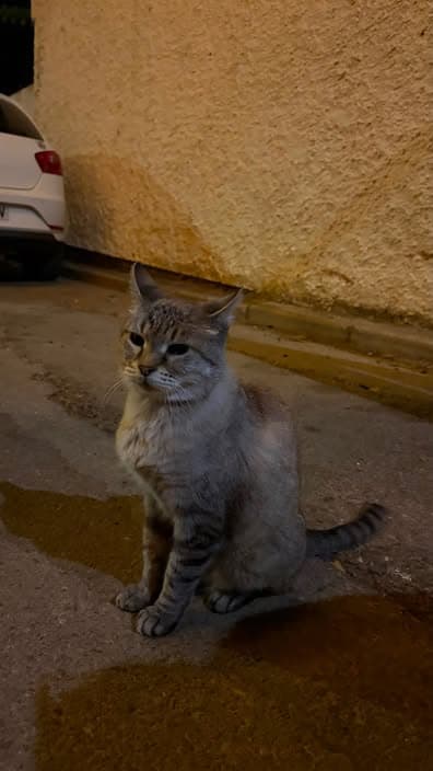 Chat à Sacedón