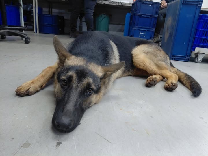 Dog