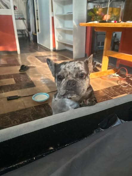 Perro en Calumet City