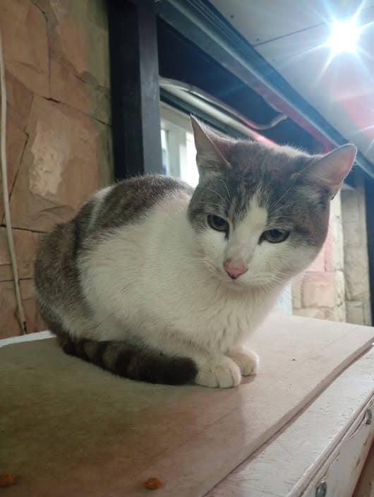 Gato en Elordi