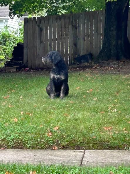 Dog in Logansport