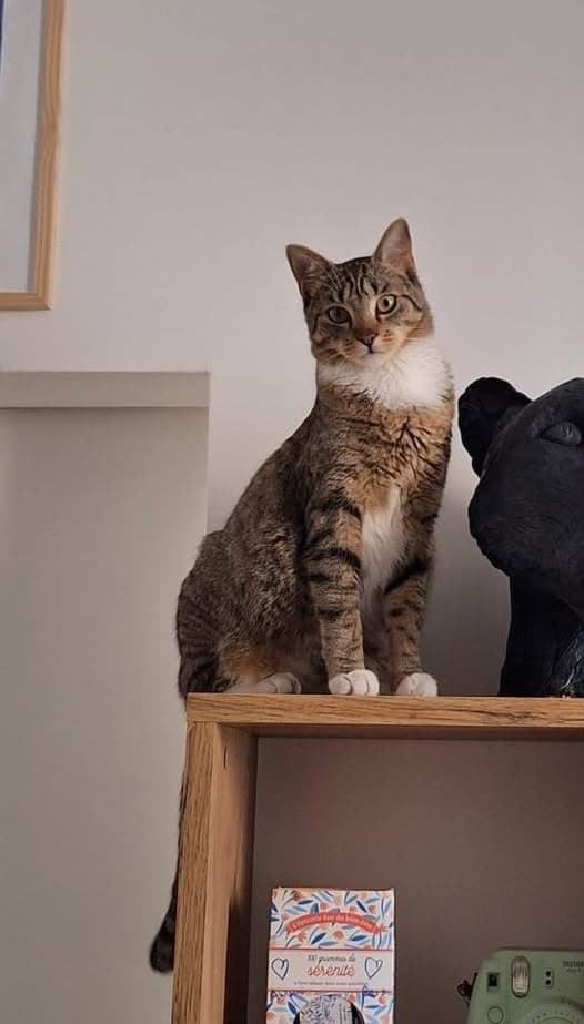 Gato