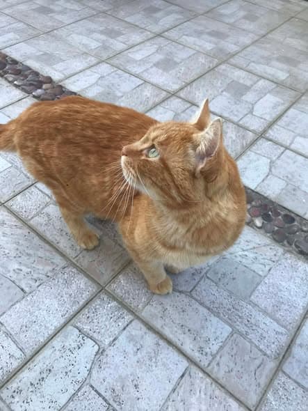 Gato encontrado
