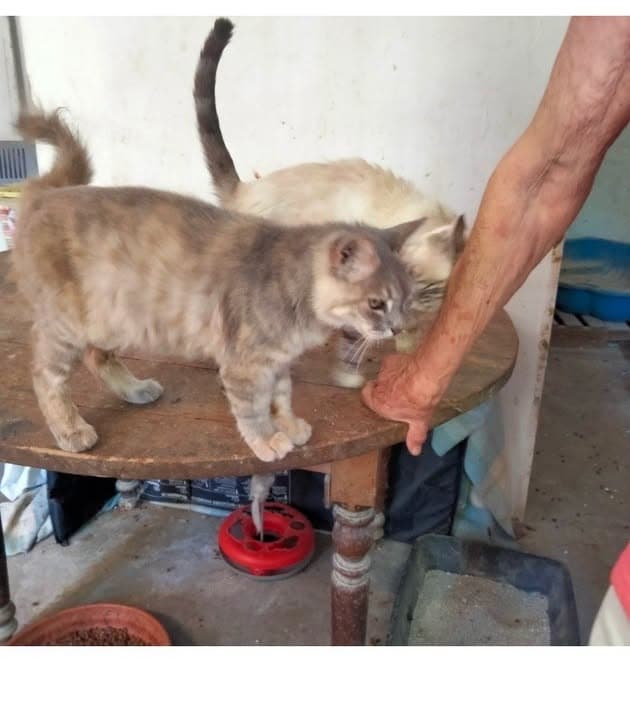 Cat in Aramon