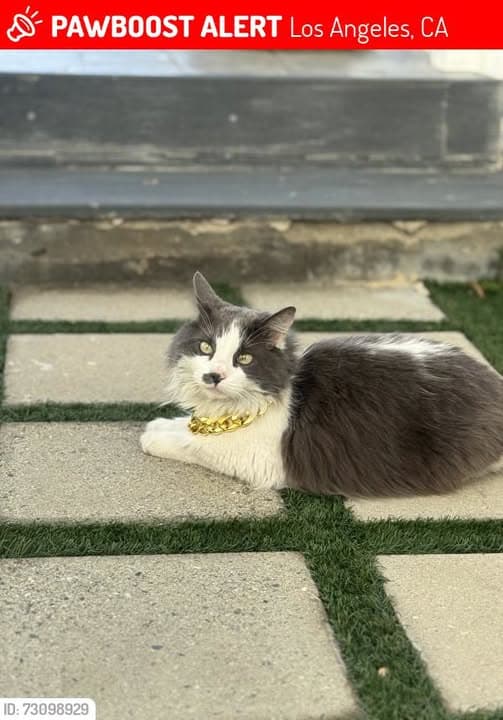 Name des Haustieres Gato