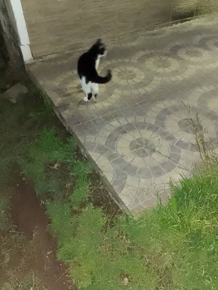 Gato en San Juan