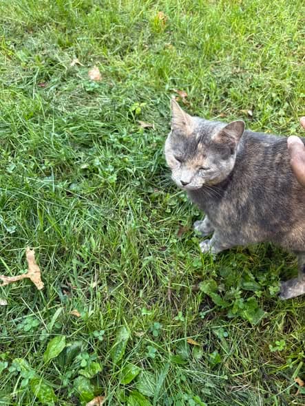 Gato en Hillside