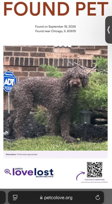 Hund gefunden