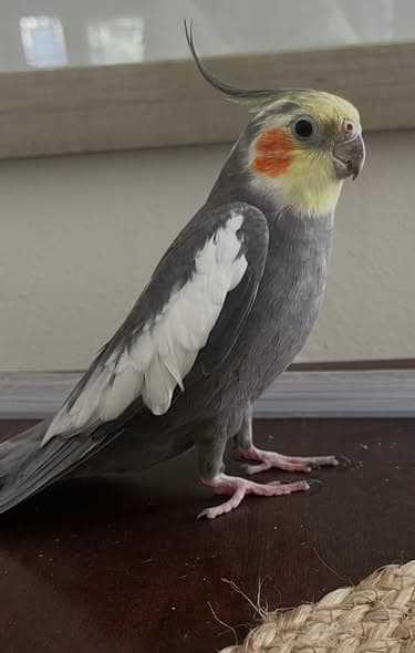 PEPPER
