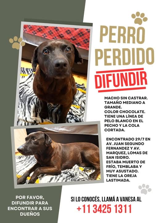 Perro en San Isidro