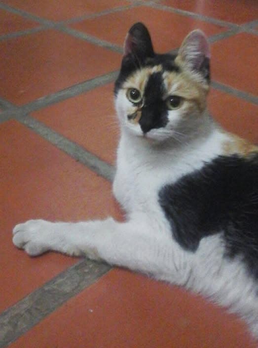 Katze