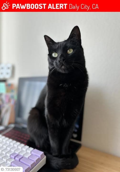 Gato