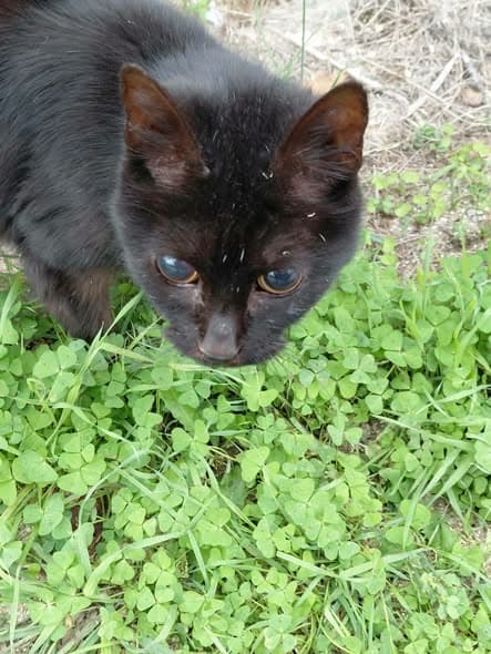 Katze in L'Herbergement