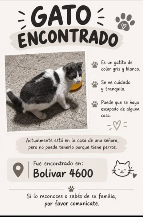 Katze in Tablada
