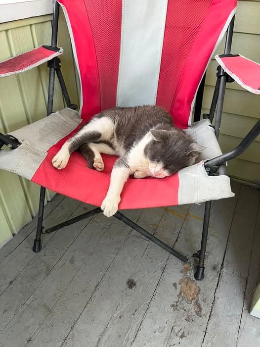 Katze in Jamestown