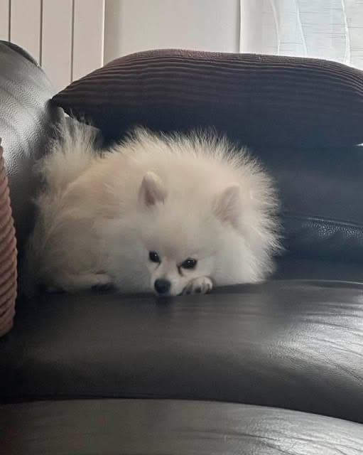 Dog