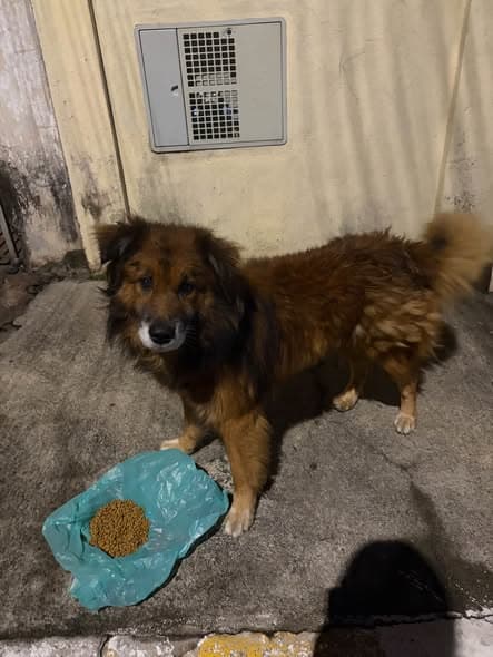Perro en São Miguel Paulista