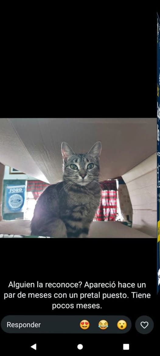Katze in Ciudad Evita