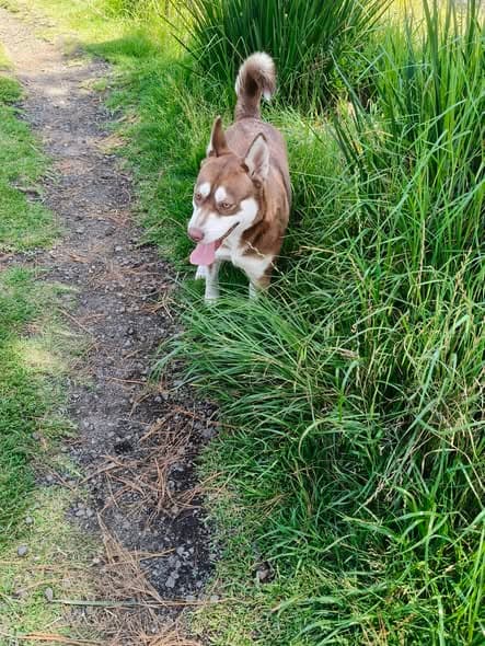 Hund