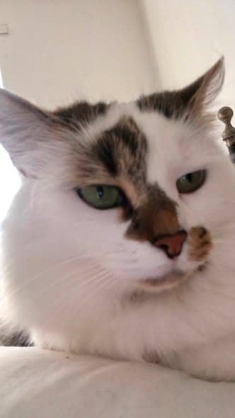 Name des Haustieres Snowy