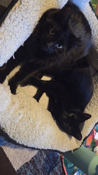Charlie and Waffles
