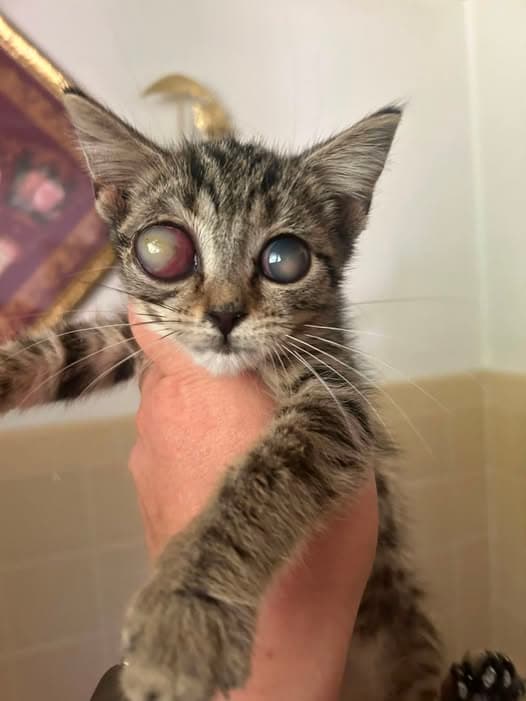 Cat in Masontown