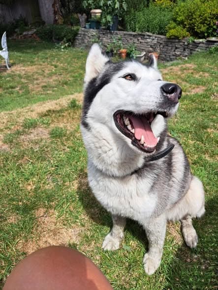 Nome do Animal Perro en Southampton