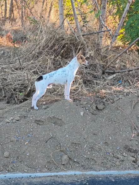 Dog in Blagnac