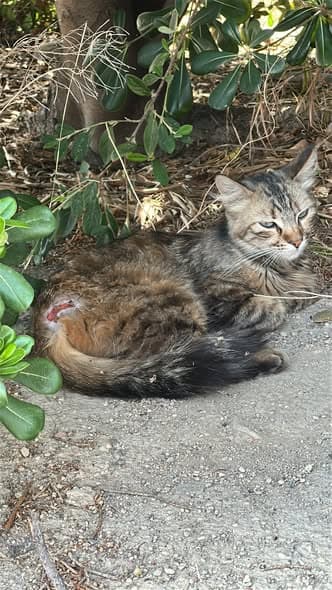 Katze in Zaragoza