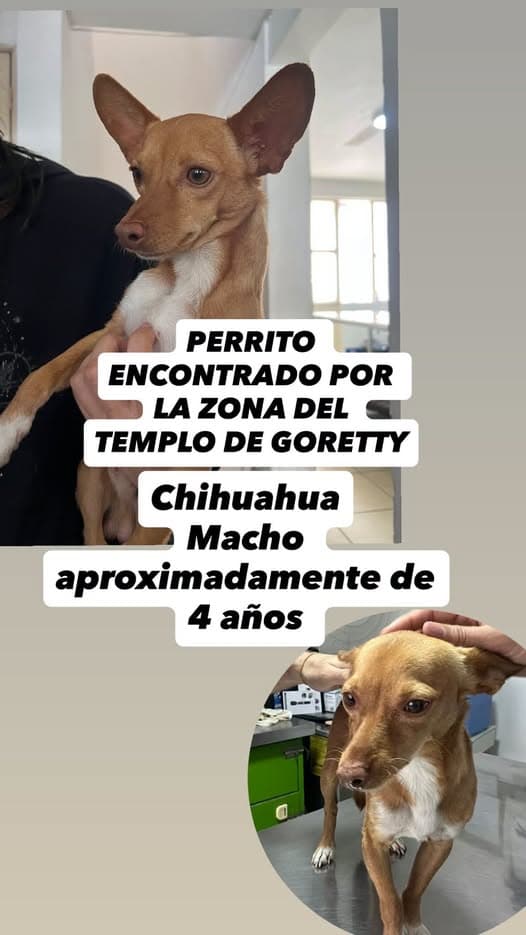 Hund in Jardines del Country