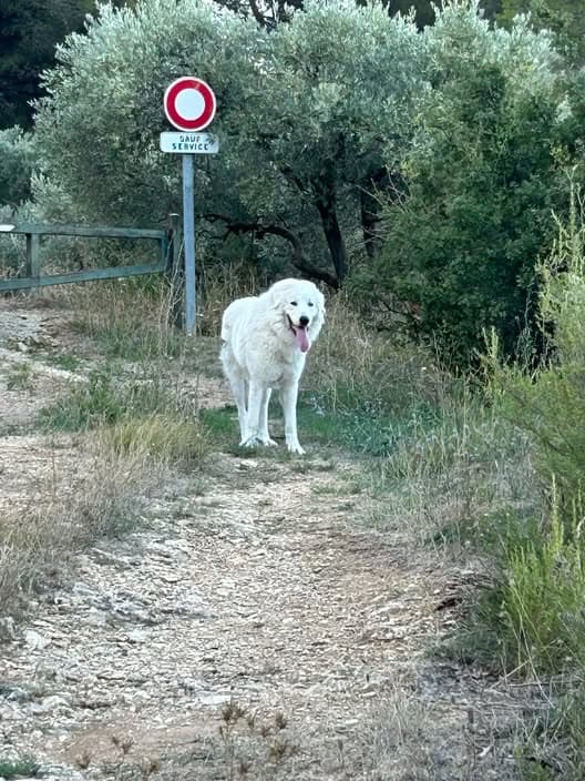 Perro en Fontpetugue