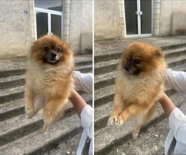 Hund
