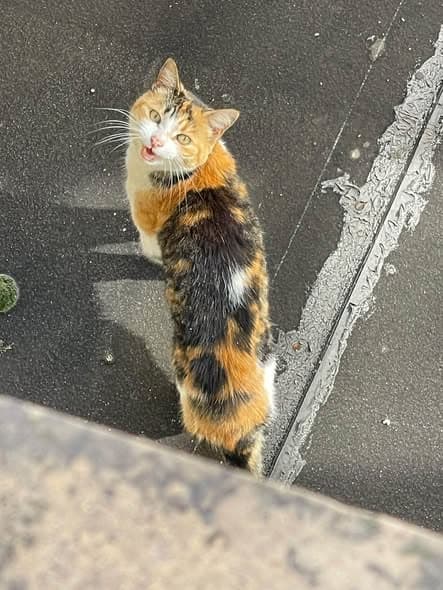 Gato en Bergues
