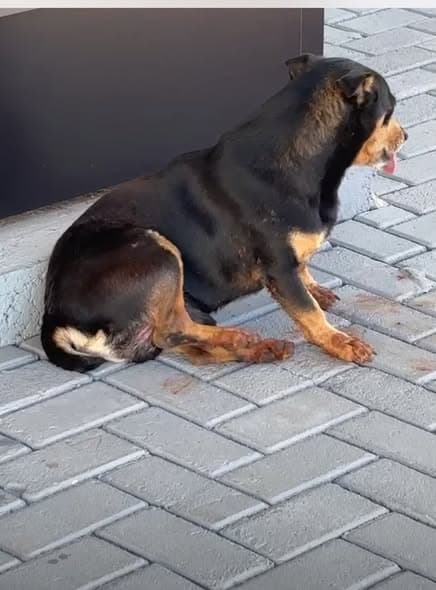 Hund gefunden
