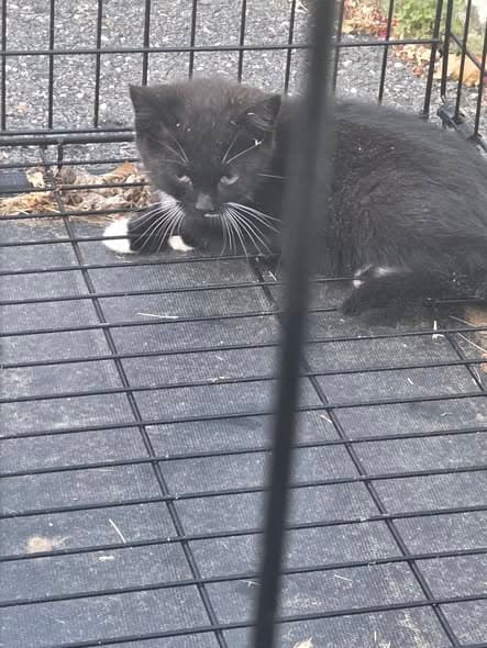 Katze in Islip