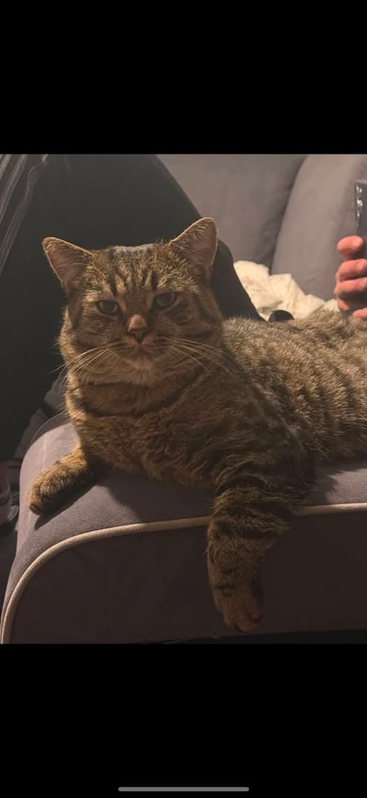 Nombre de la Mascota Gato