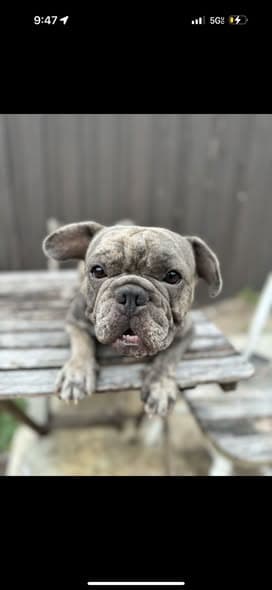 Perro