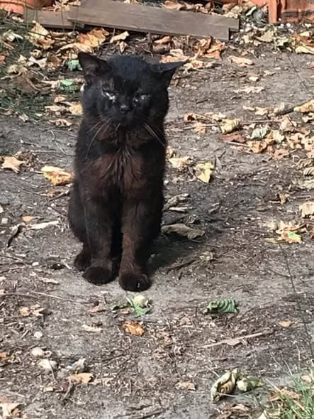 Gato en Bayonne