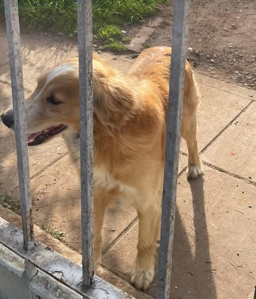 Perro encontrado