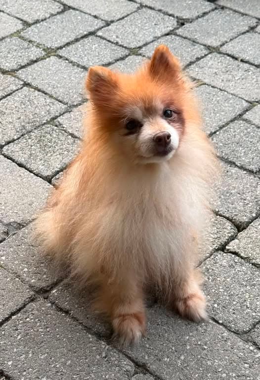Hund in Westbury