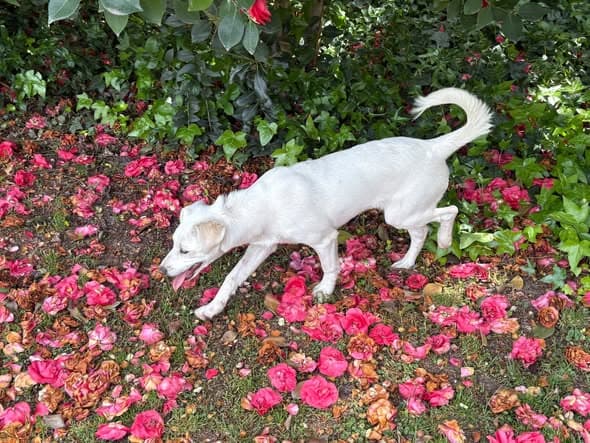 Lupita
